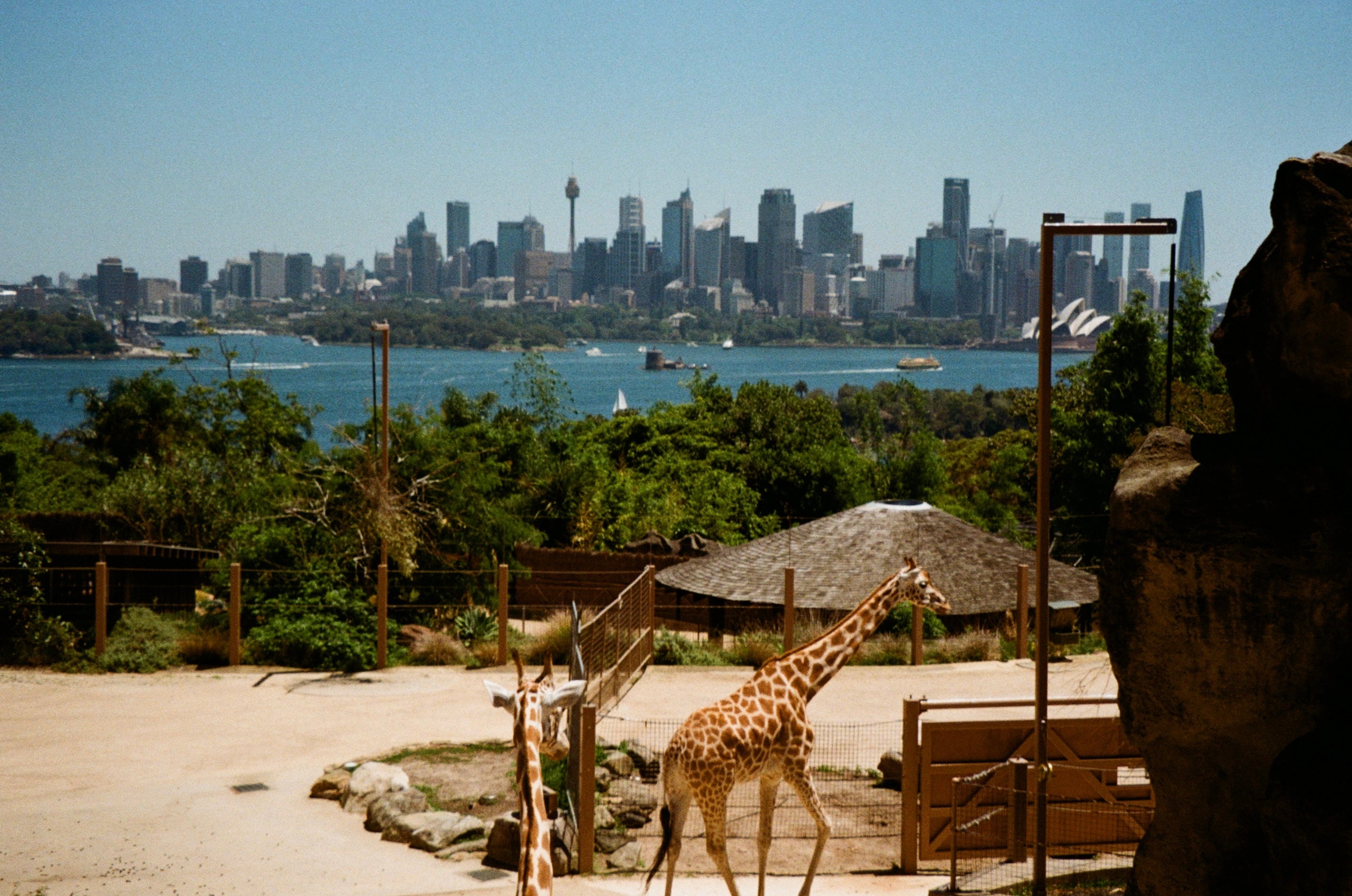 Sydney Zoo